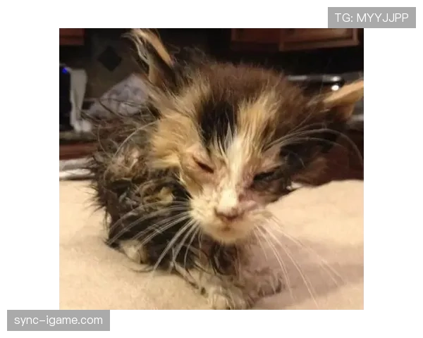 孙悦居然开始给家里猫洗澡，这生活太反差了吧？